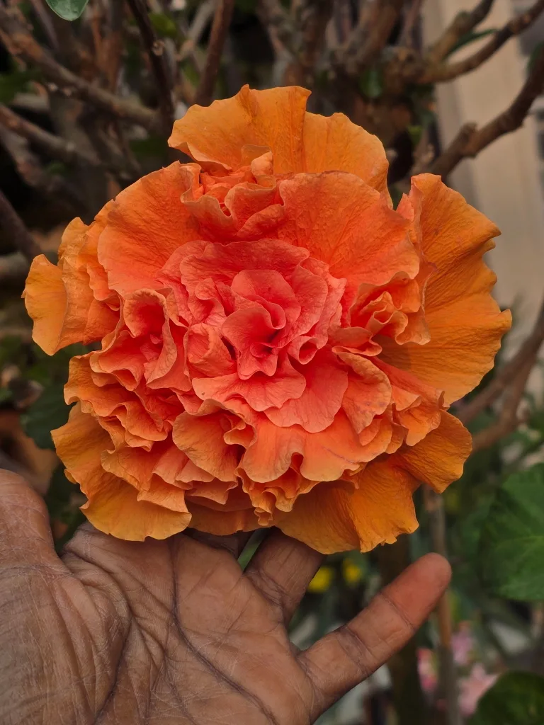 ❤️hibiscus plant indoor ❤️ thumbnail