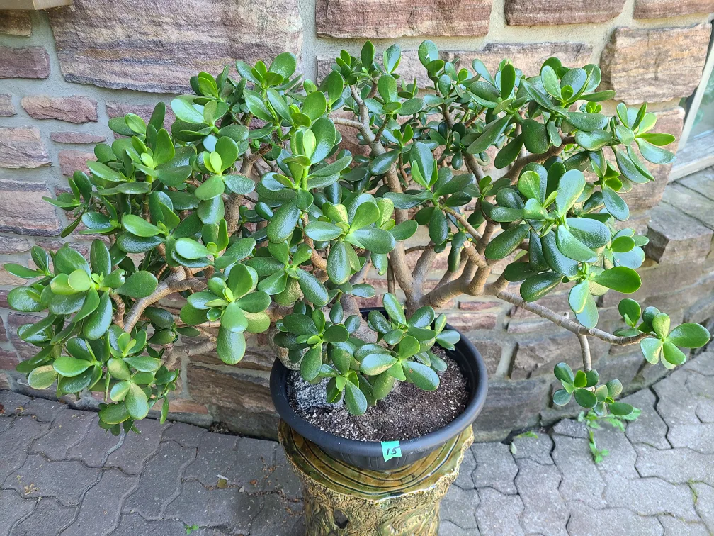 Large Jade Plant #15 image indicator(2)