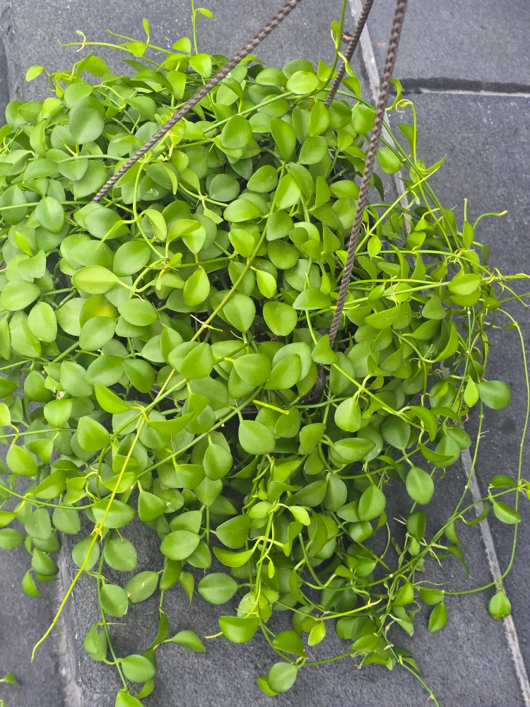 Hanging Dischidia Plant 8"hanging baskets image indicator(6)