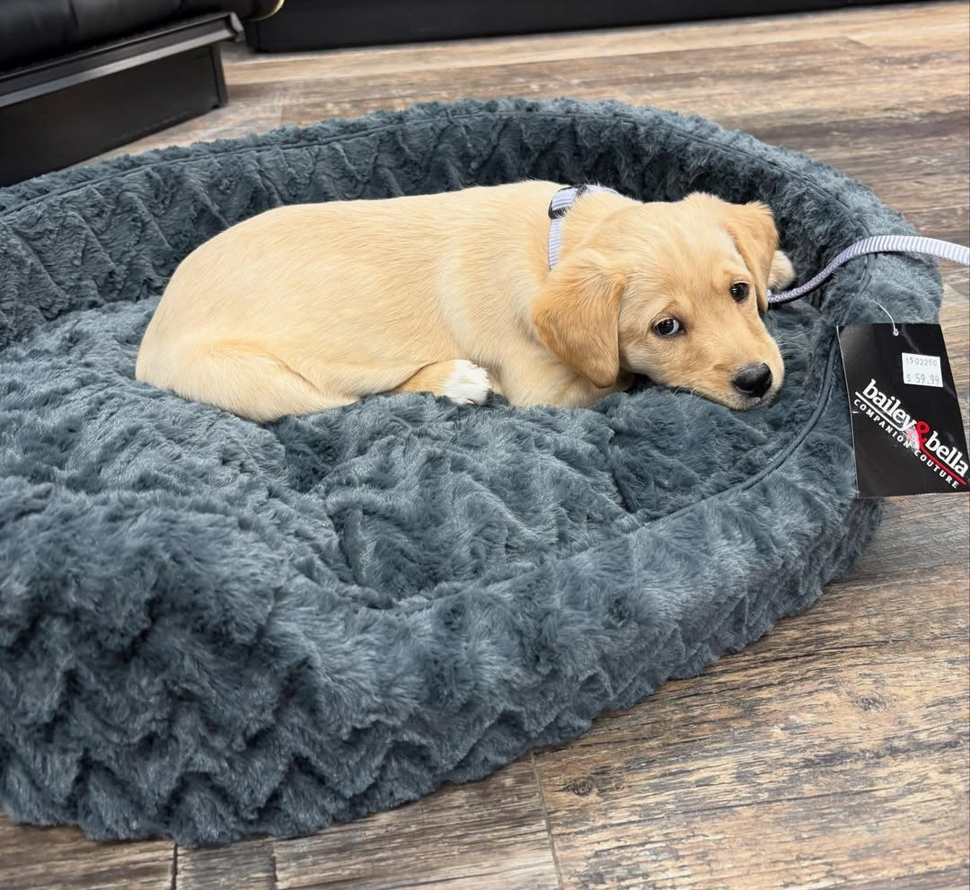 Bailey & Bella Pet Bed - Super Comfy! - photo 3