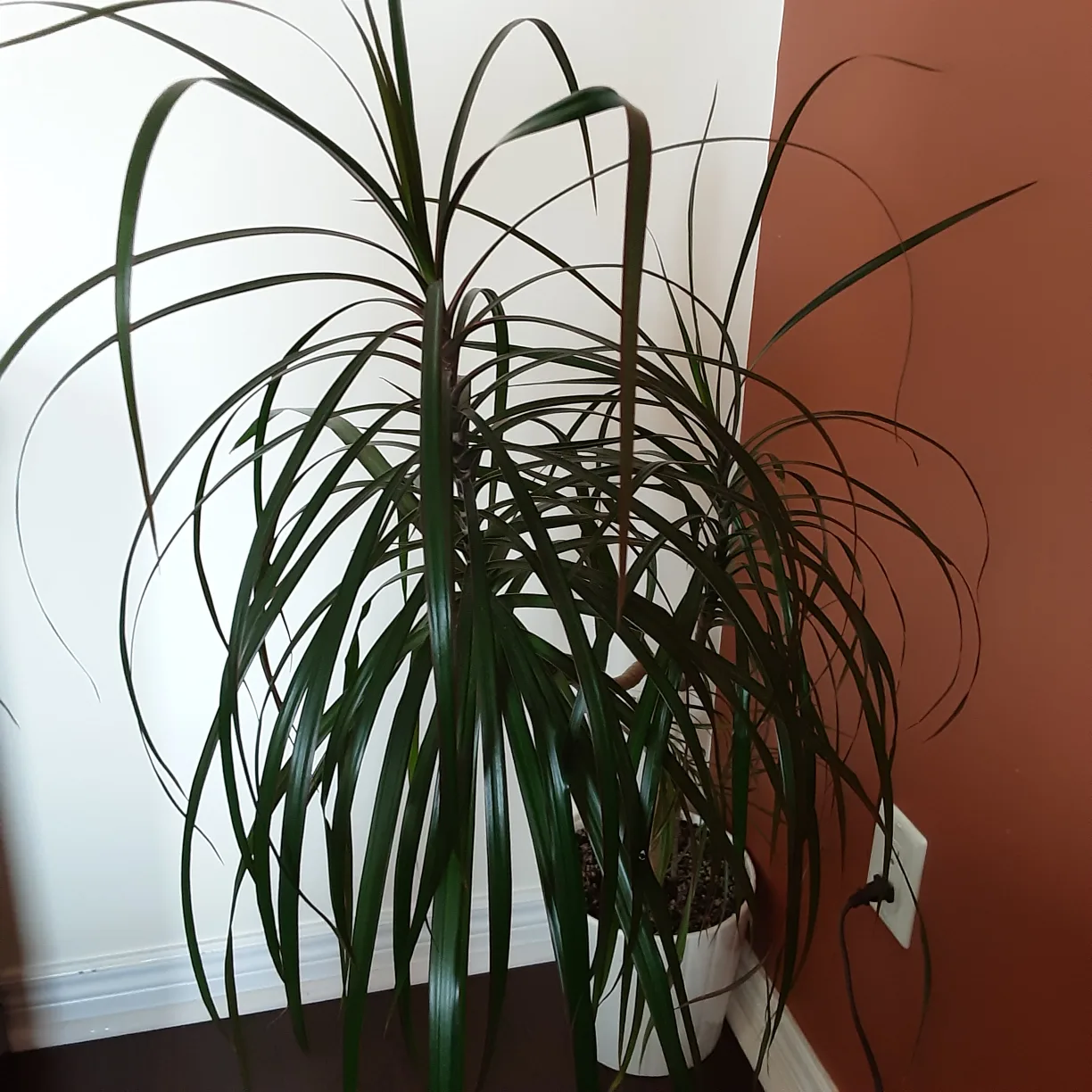 Dracaena Marginata Plant ❤️ thumbnail