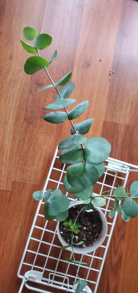 Eucalyptus Plant image indicator(2)