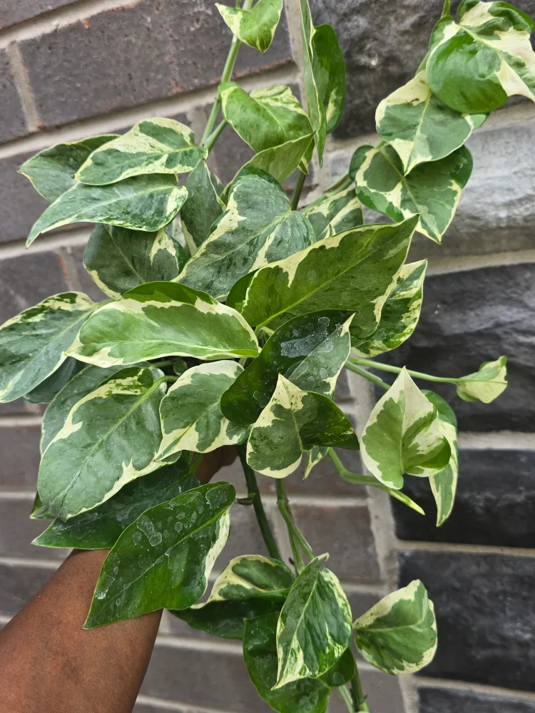 pothos pearl and jade thumbnail