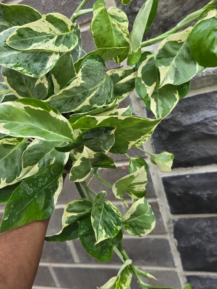 pothos pearl and jade image indicator(2)