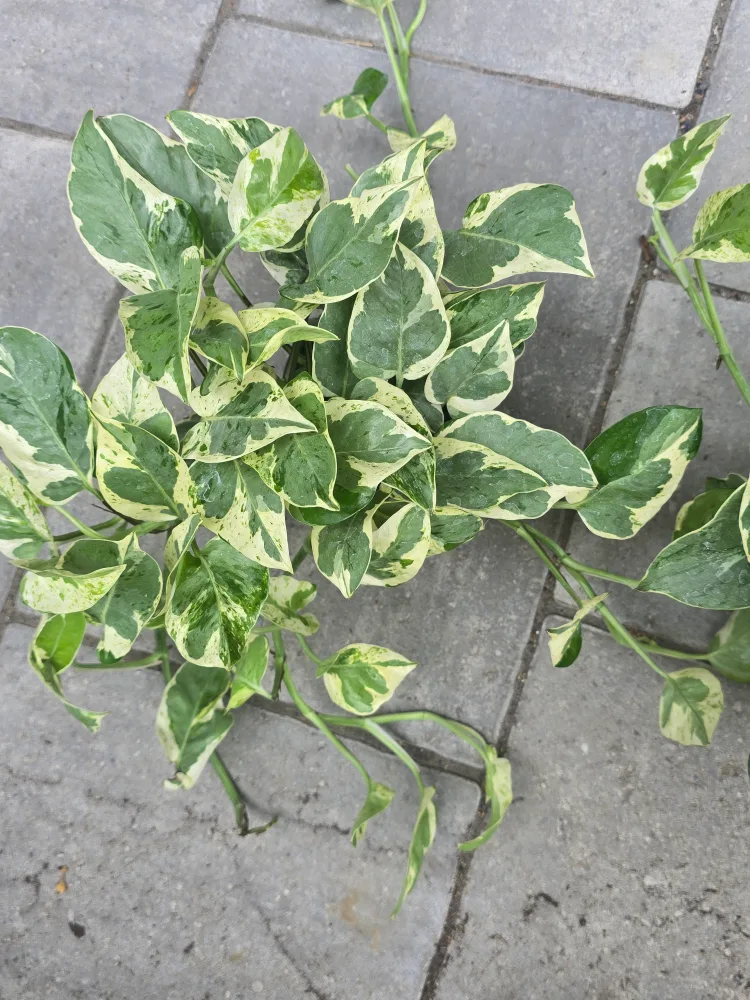 pothos pearl and jade image indicator(3)