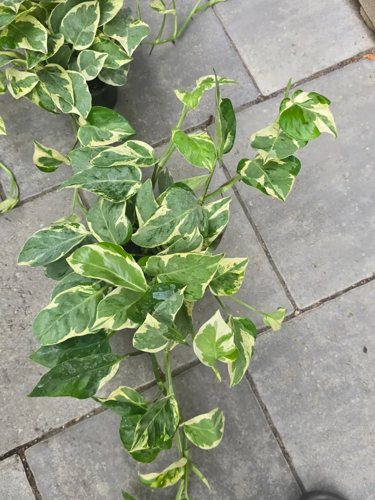 pothos pearl and jade image indicator(4)