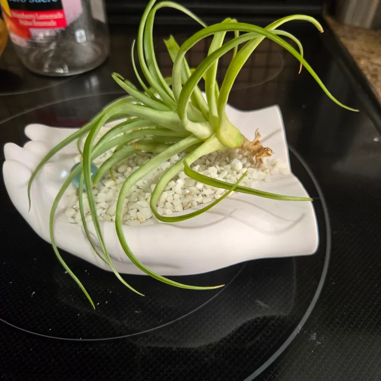 Air Plant in Hand-Shaped Planter image indicator(2)