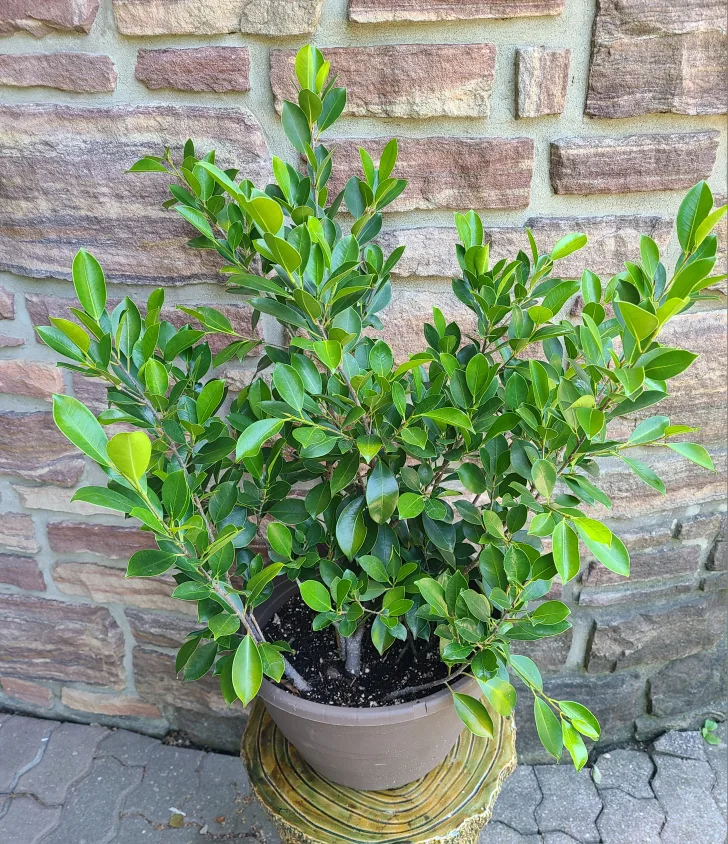 Ficus Plant #5 image indicator(2)