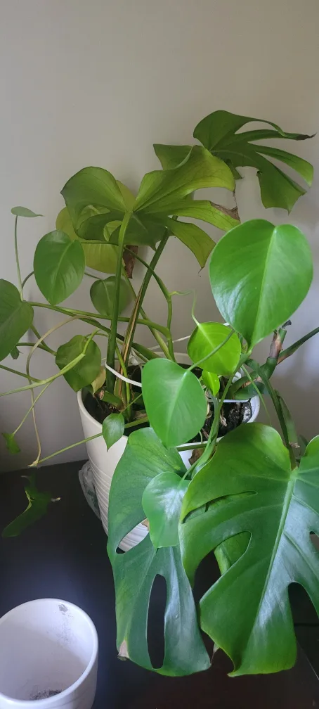 Monstera Plant image indicator(4)