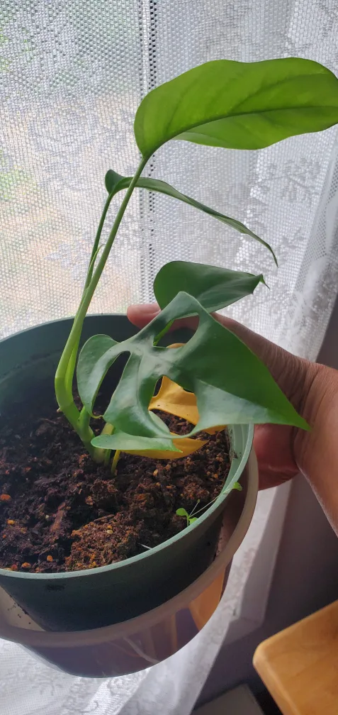 Potted Rhaphidophora Tetrasperma Plant image indicator(3)