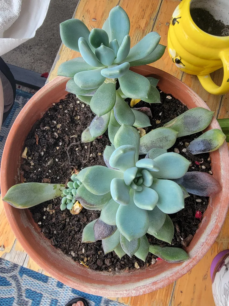 succulent plant thumbnail