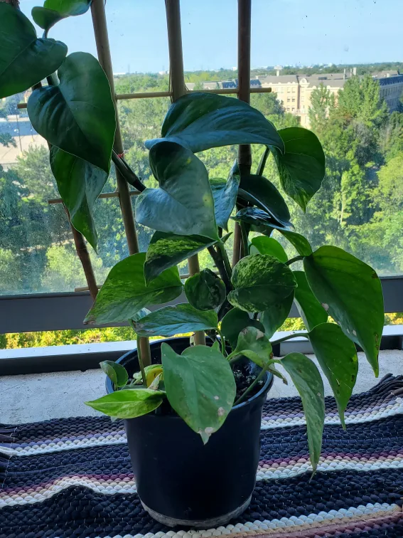 Marble queen pothos thumbnail