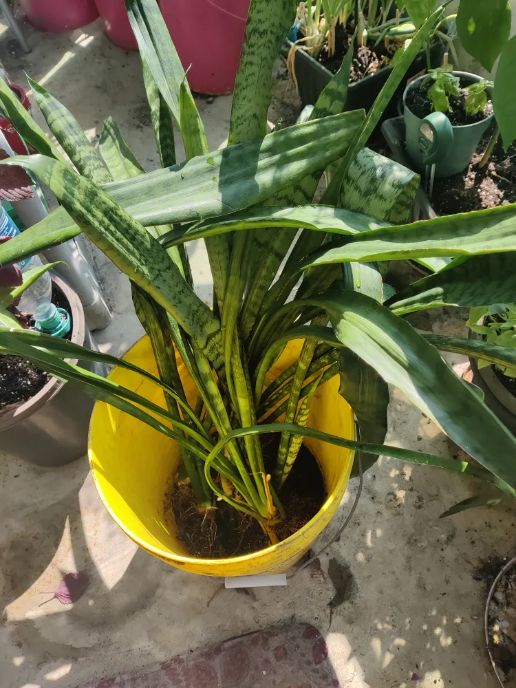 Snake Plant image indicator(2)