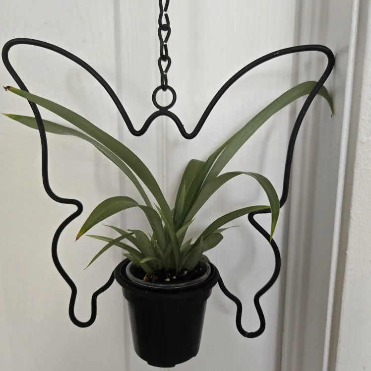 Butterfly Plant Hanger with Plant image indicator(3)