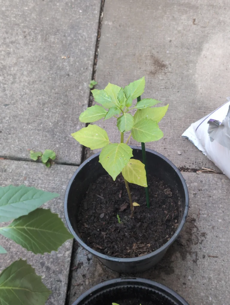 Tomatillo Plant thumbnail