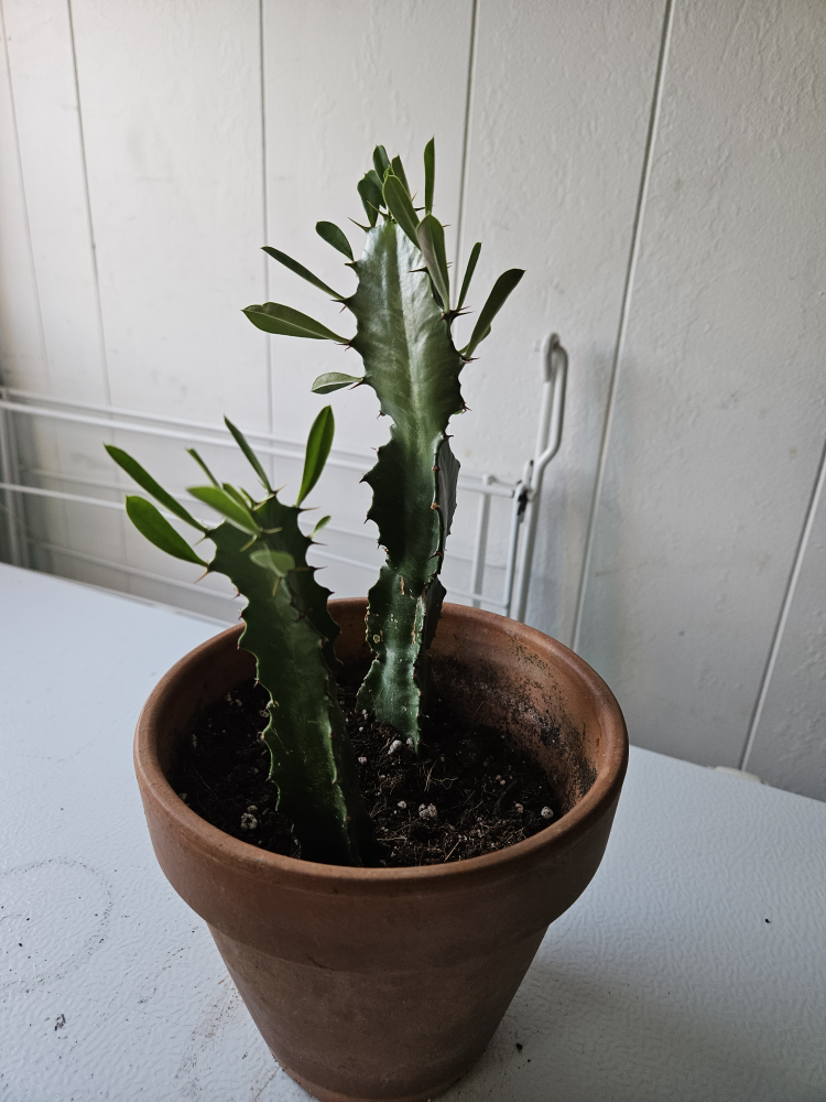 African Milk Tree Euphorbia Trigona