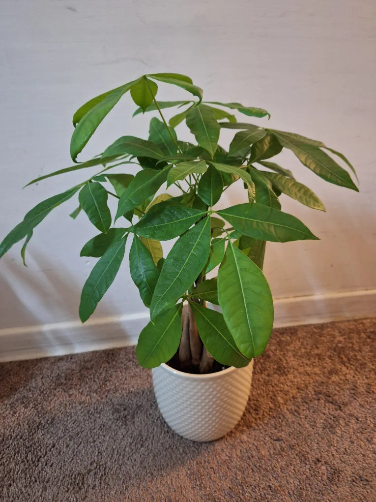 Money Tree in White Pot thumbnail