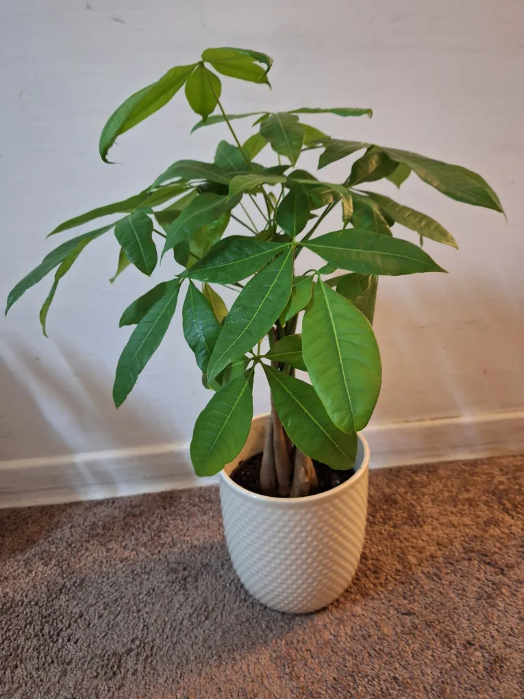 Money Tree in White Pot image indicator(2)