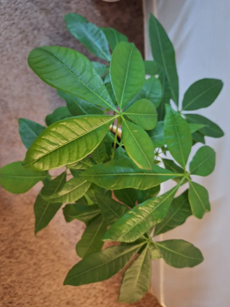 Money Tree in White Pot image indicator(3)