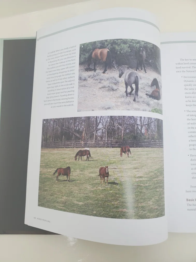 Horse Profiling book 🧡 image indicator(4)
