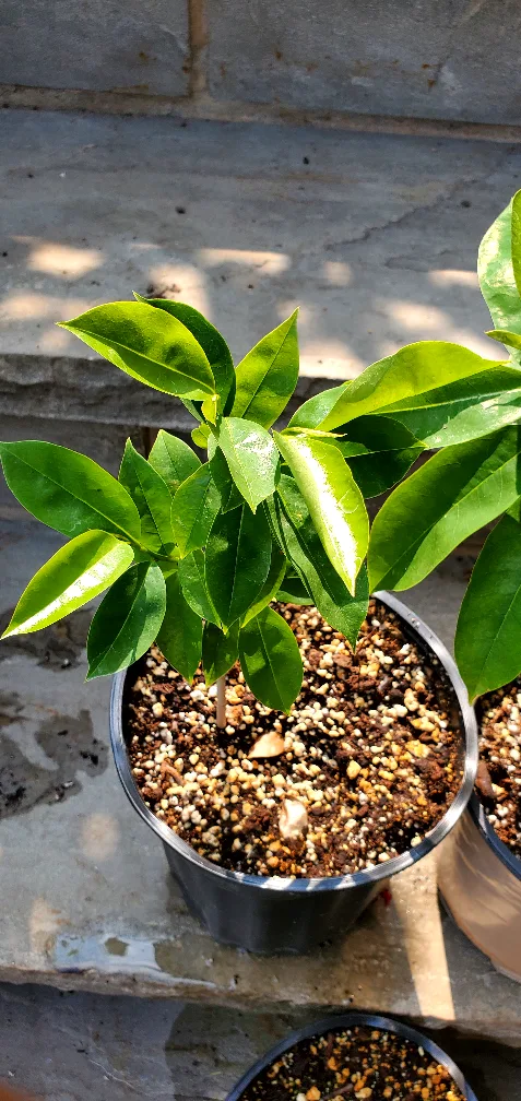 Soursop seedlings( also called guanábana, guyabano and guanábana thumbnail
