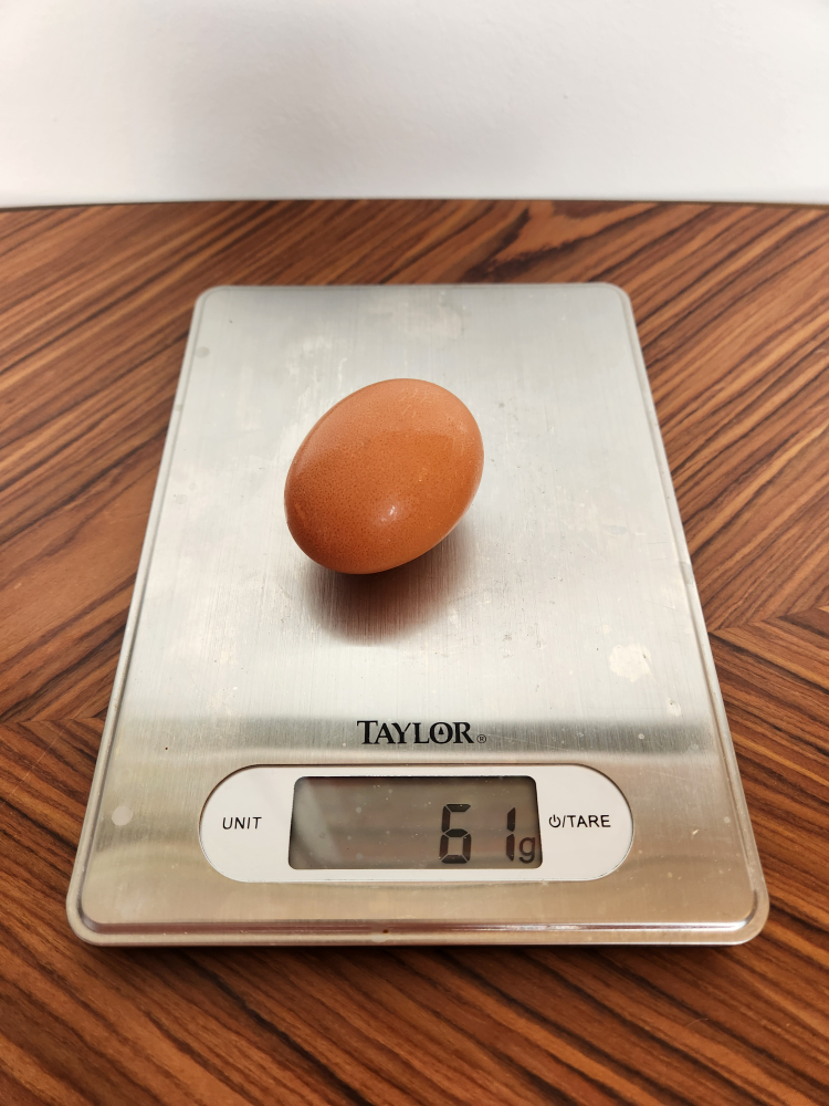 Taylor Digital Kitchen Scale