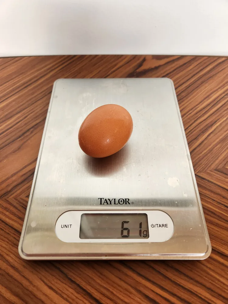 Taylor Digital Kitchen Scale thumbnail