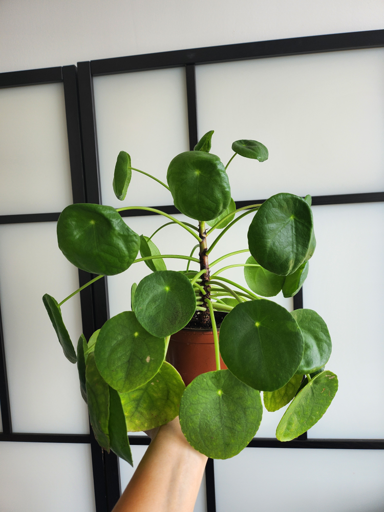 Pilea peperomioides - Chinese Money Plant 🧡