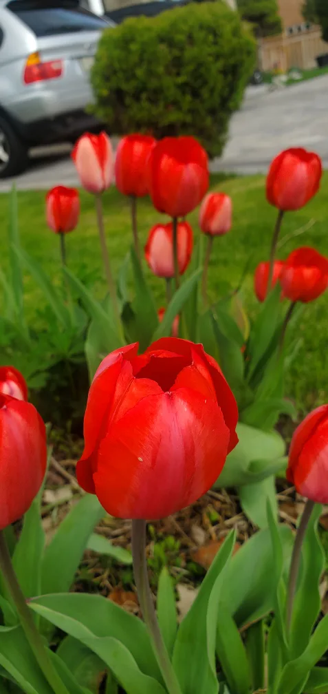 Tulip bulbs thumbnail