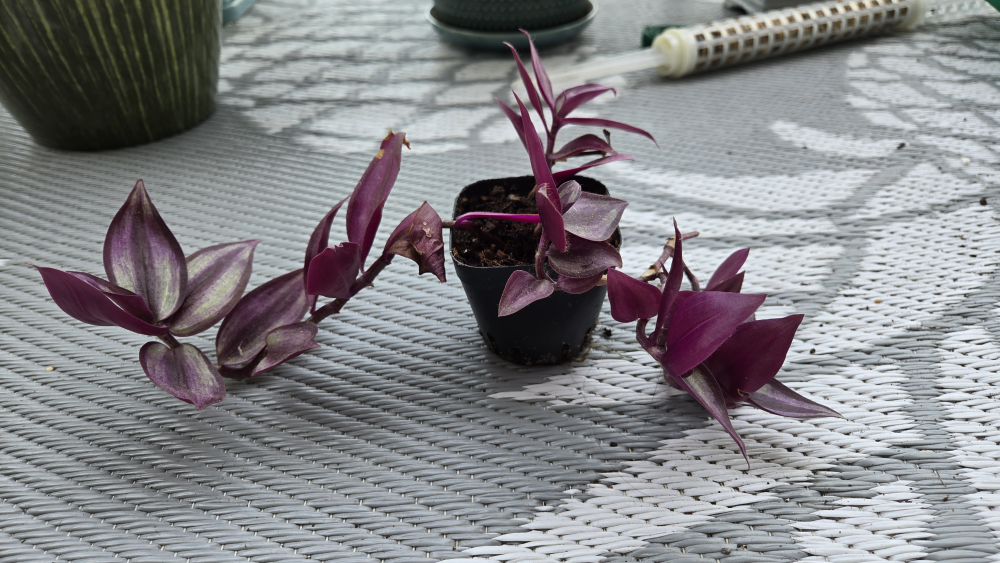 Tradescantia Tiny Plant