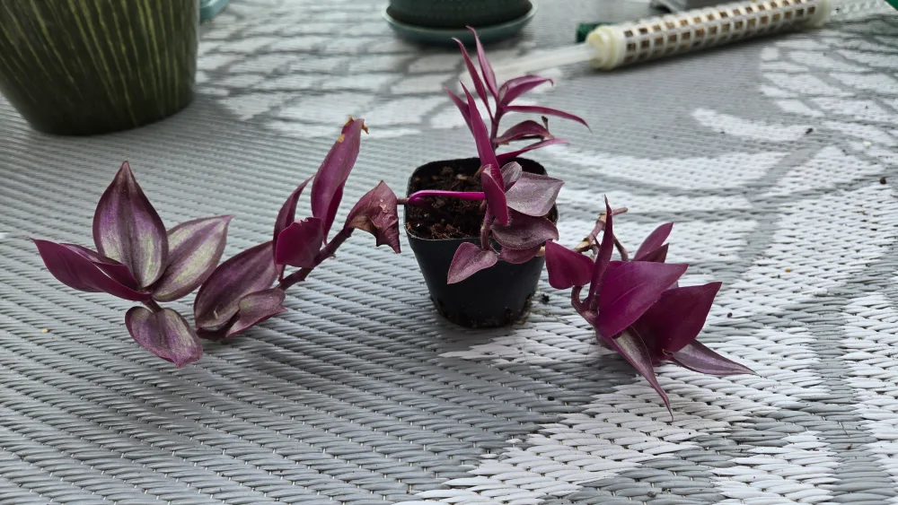 Tradescantia Tiny Plant thumbnail