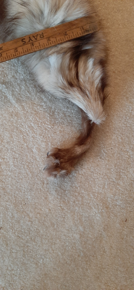 Vintage silver fox fur pelt wrap stole collar - photo 4