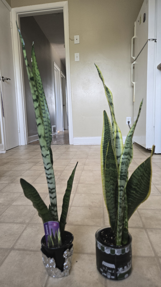 Sansevieria Snake Plant
