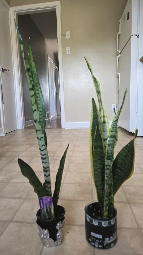 Sansevieria Snake Plant thumbnail