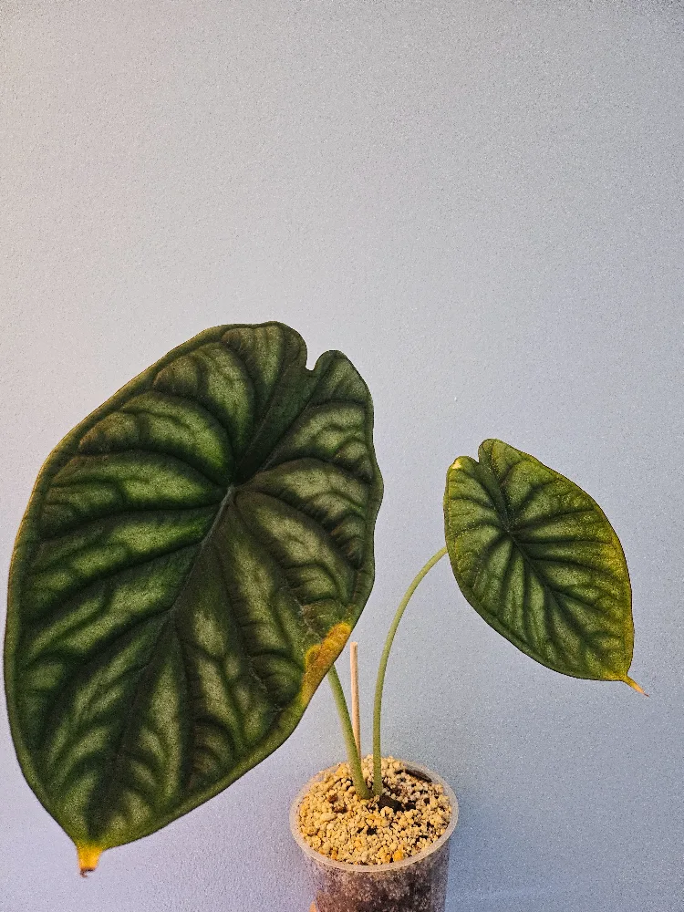 Alocasia Dragon Scale Plant thumbnail