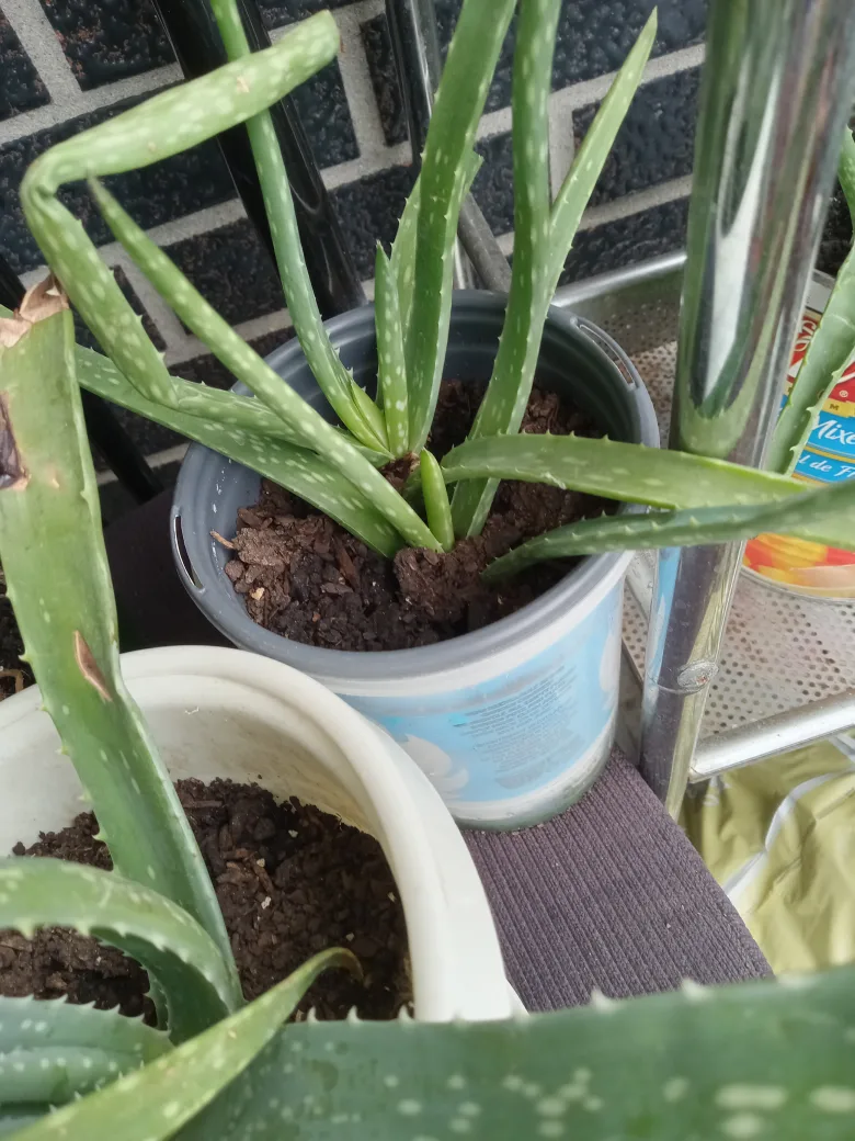 Aloe Vera Plant image indicator(2)