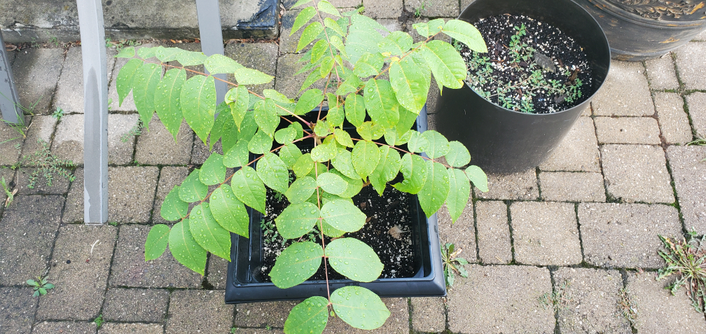 Black Walnut Tree - photo 2