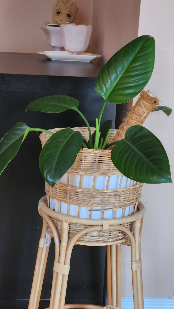 Plants stand, including potted plant - photo 2
