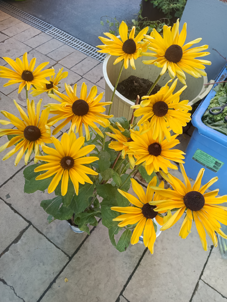 Rudbeckia Hirta Plant