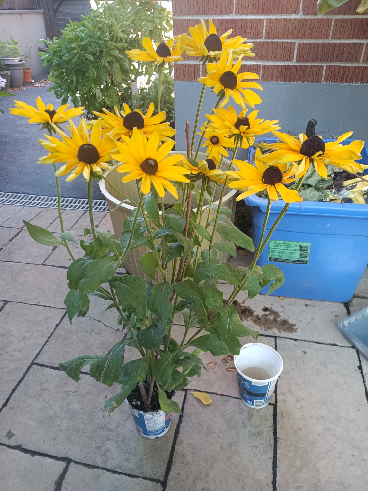 Rudbeckia Hirta Plant - photo 2
