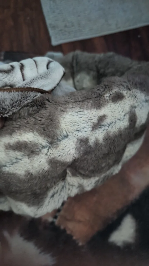 Dog Accessories Bundle image indicator(9)