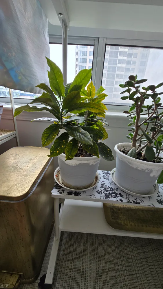 Potted Croton Plant image indicator(3)