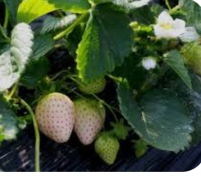 Pineberrie plants available - photo 3