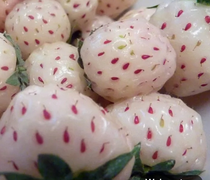 Pineberrie plants available - photo 4
