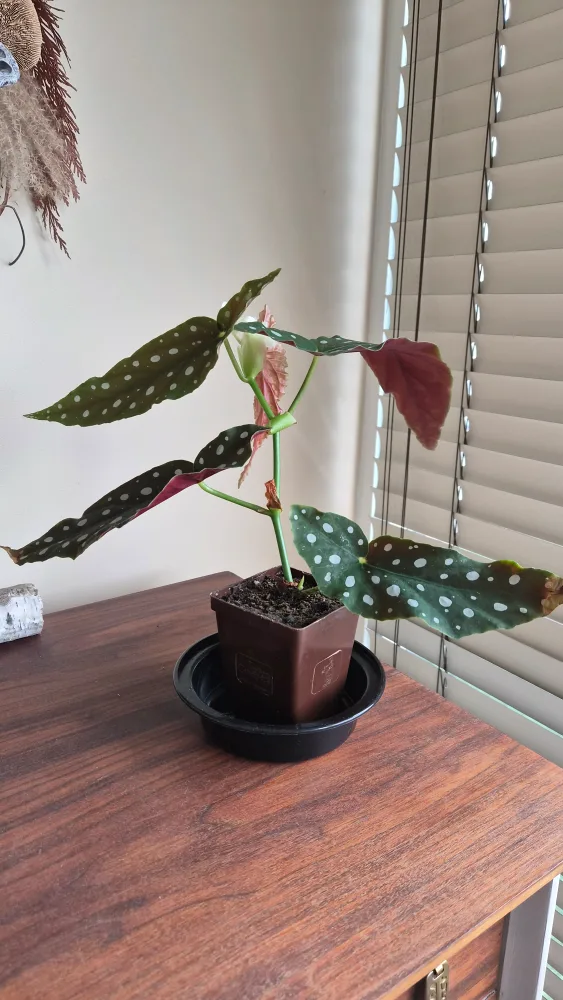 Begonia Maculata Polka Dot Plant thumbnail