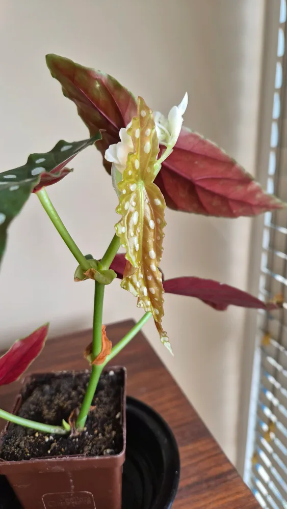Begonia Maculata Polka Dot Plant image indicator(2)