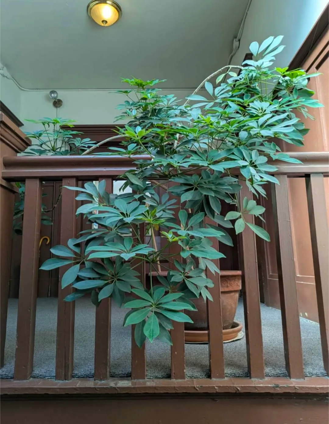 Large Healthy Dwarf Umbrella Tree thumbnail