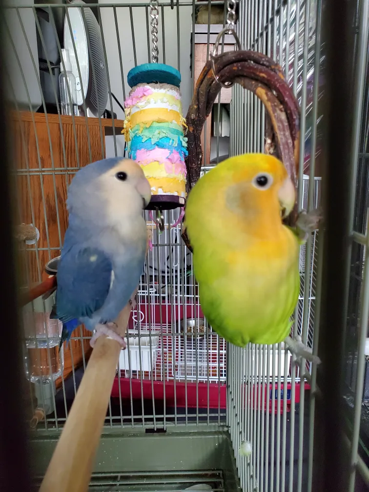 Pet Sitting for Birds! image indicator(2)