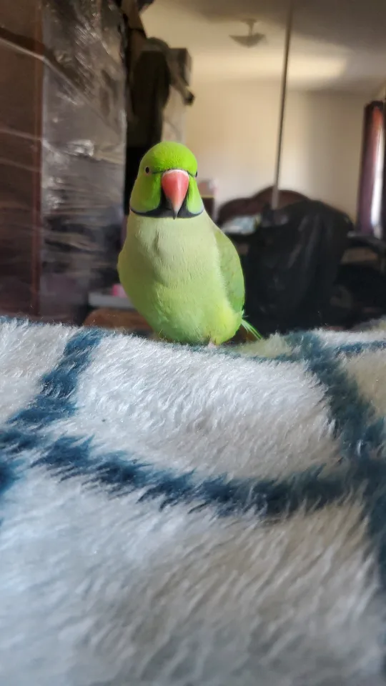 Pet Sitting for Birds! image indicator(7)