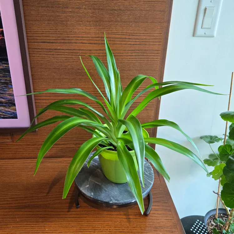Spider Plant with bright green pot! thumbnail